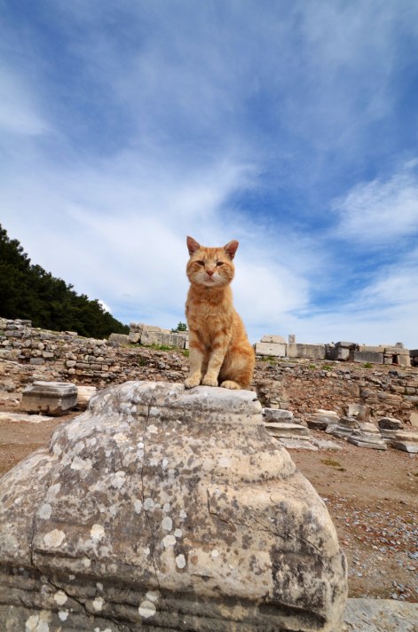 Ephesian Cat