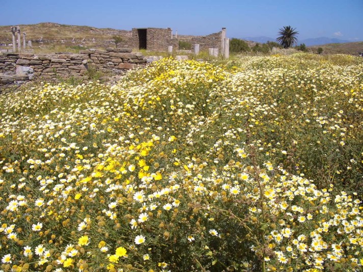 Wildflowers on Delos