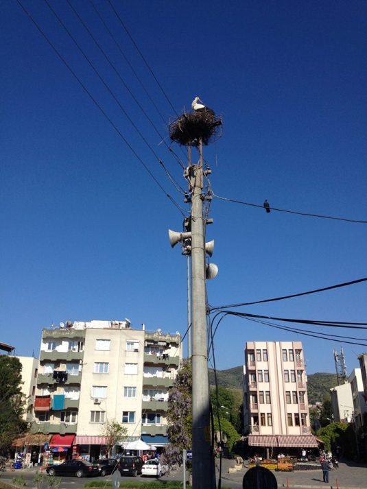 One of the Many Nesting Storks of Selcuk